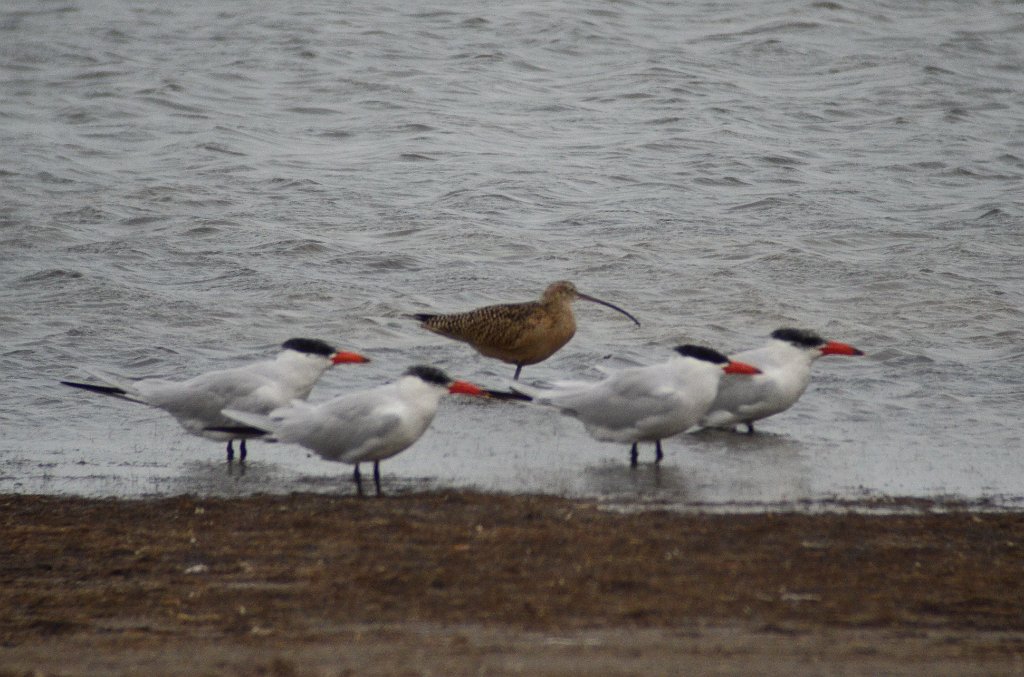 Tern, Caspian, 2012-12313818 Laguna Atascosa NWR, TX.JPG - Caspian Terns and a Whimbrel. Laguna Atascosa NWR, TX, 12-31-2012